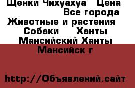 Щенки Чихуахуа › Цена ­ 12000-15000 - Все города Животные и растения » Собаки   . Ханты-Мансийский,Ханты-Мансийск г.